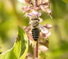 Eutricharaea
