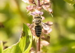 Eutricharaea