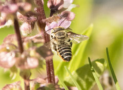 Eutricharaea