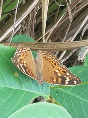 Junonia erigone