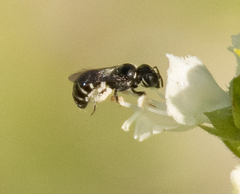 Ceratinidia