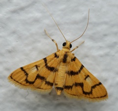 Dichocrocis erixantha