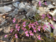 Stylidium bulbiferum