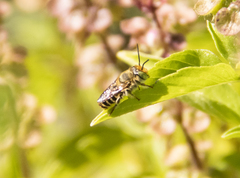 Eutricharaea
