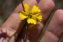 Calycadenia truncata