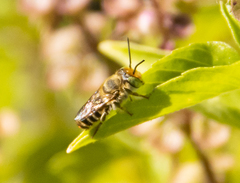 Eutricharaea
