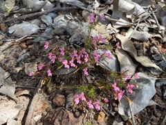 Stylidium bulbiferum