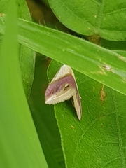 Eublemma cochylioides