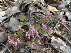 Stylidium bulbiferum