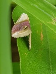 Eublemma cochylioides