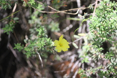 Hibbertia crinita