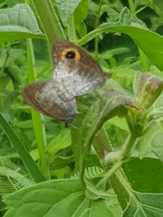 Ypthima aphnius
