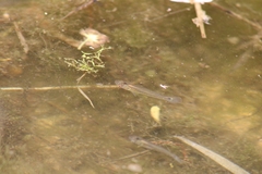 Pseudoxiphophorus bimaculatus