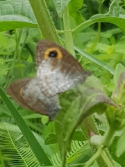 Ypthima aphnius