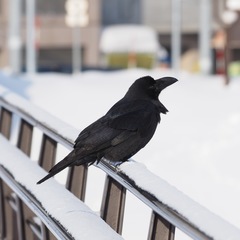 Corvus macrorhynchos