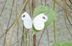 Leptosia nina