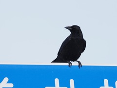 Corvus corone