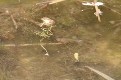 Pseudoxiphophorus bimaculatus