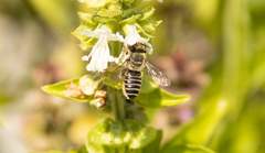 Eutricharaea