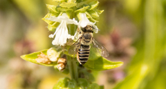 Eutricharaea