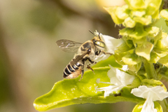 Eutricharaea