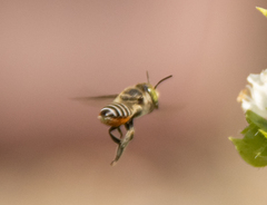 Eutricharaea