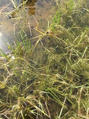 Anaxyrus boreas