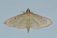 Herpetogramma basalis