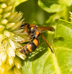 Eumeninae
