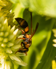 Eumeninae
