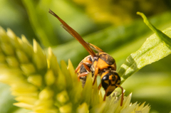 Eumeninae