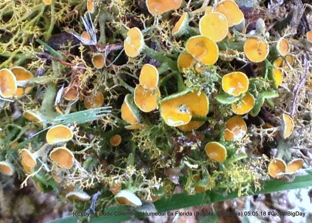 grey Hairlichen