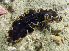 Pseudobiceros hancockanus