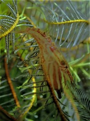 Synalpheus stimpsonii