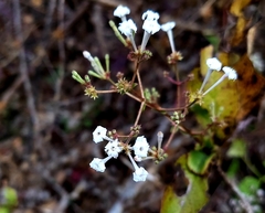 Spermadictyon suaveolens