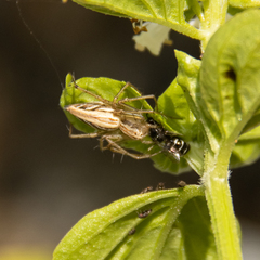 Oxyopes