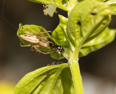 Oxyopes