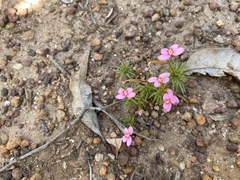 Stylidium bulbiferum