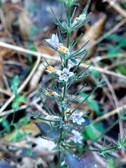 Haplanthodes verticillatus