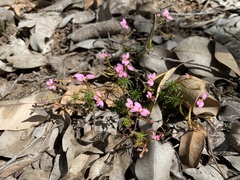Stylidium bulbiferum