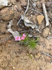 Stylidium bulbiferum