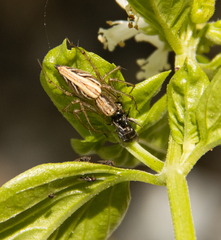 Oxyopes