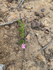 Stylidium bulbiferum