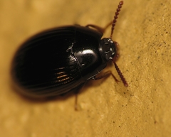 Platydema excavata