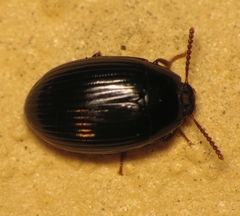 Platydema excavata