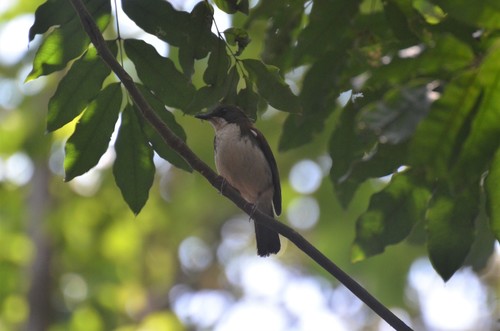 iNaturalist image