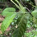 Oxyanthus pyriformis pyriformis - Photo (c) Errol Douwes, algunos derechos reservados (CC BY-NC), subido por Errol Douwes