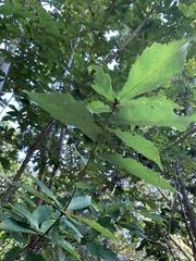Quercus serrata brevipetiolata