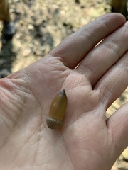Quercus serrata brevipetiolata
