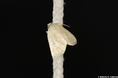 Numia bicoloraria